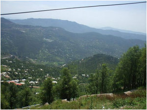 muree